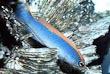 Sunset Pseudochromis